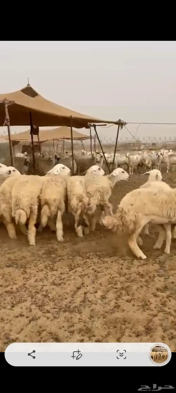 رخال جدعات طيبه عددها 23راس 3