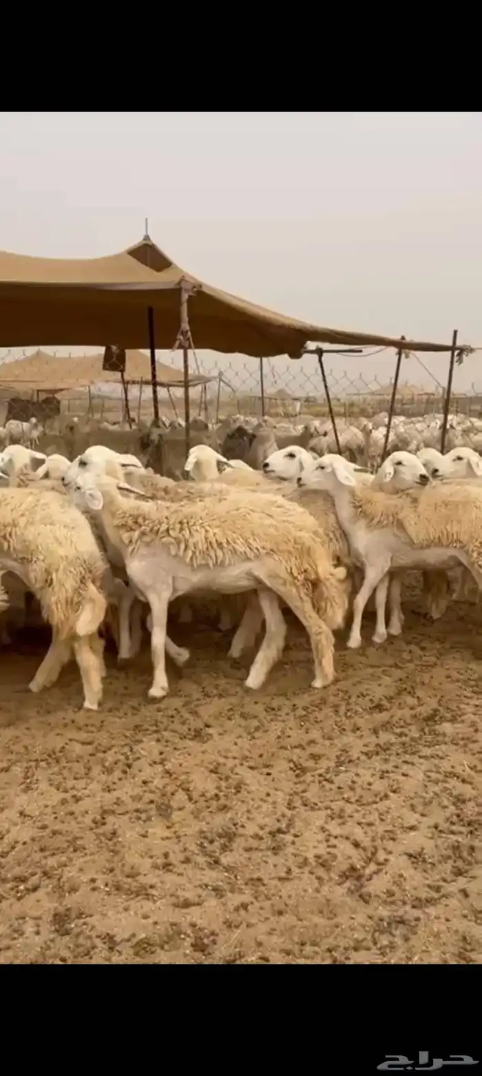 رخال جدعات طيبه عددها 23راس 1