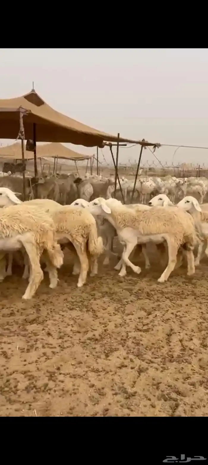 رخال جدعات طيبه عددها 23راس 2