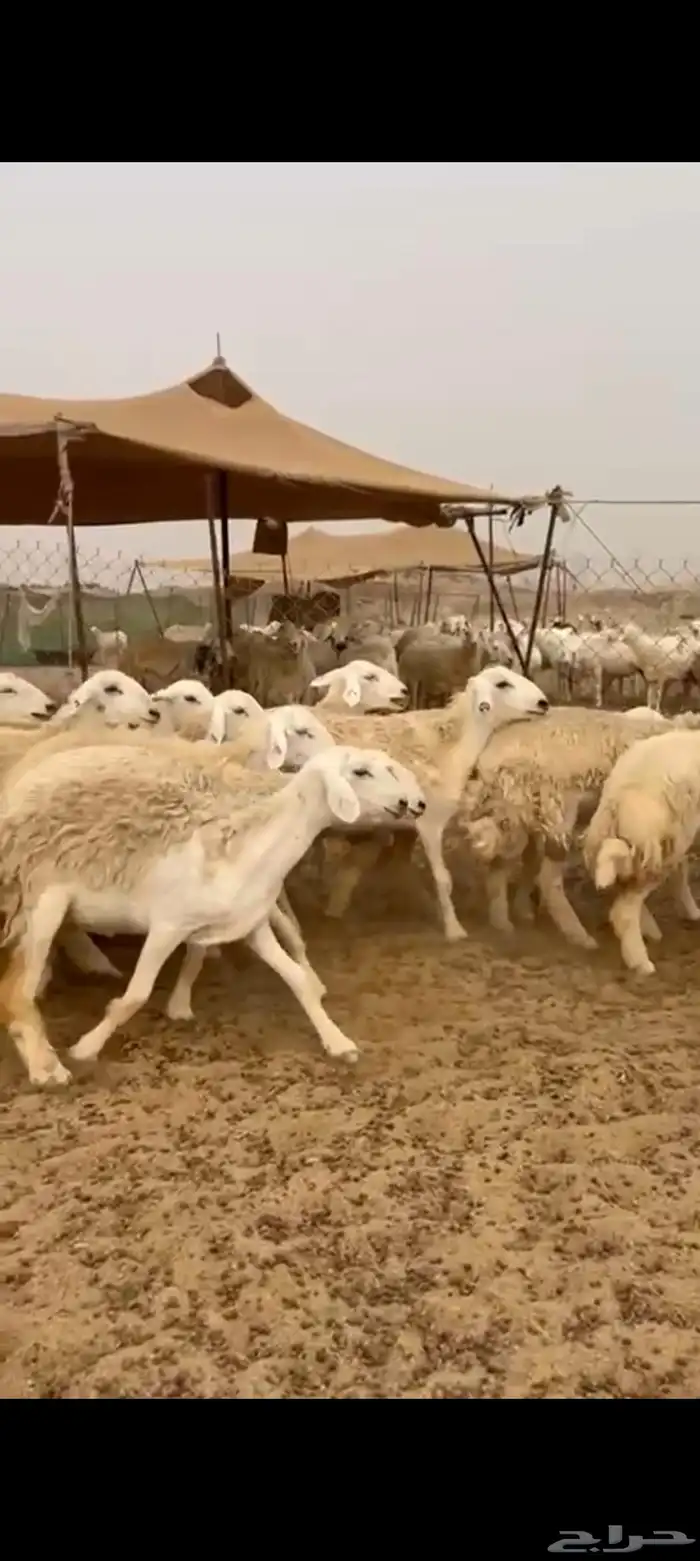 رخال جدعات طيبه عددها 23راس 4