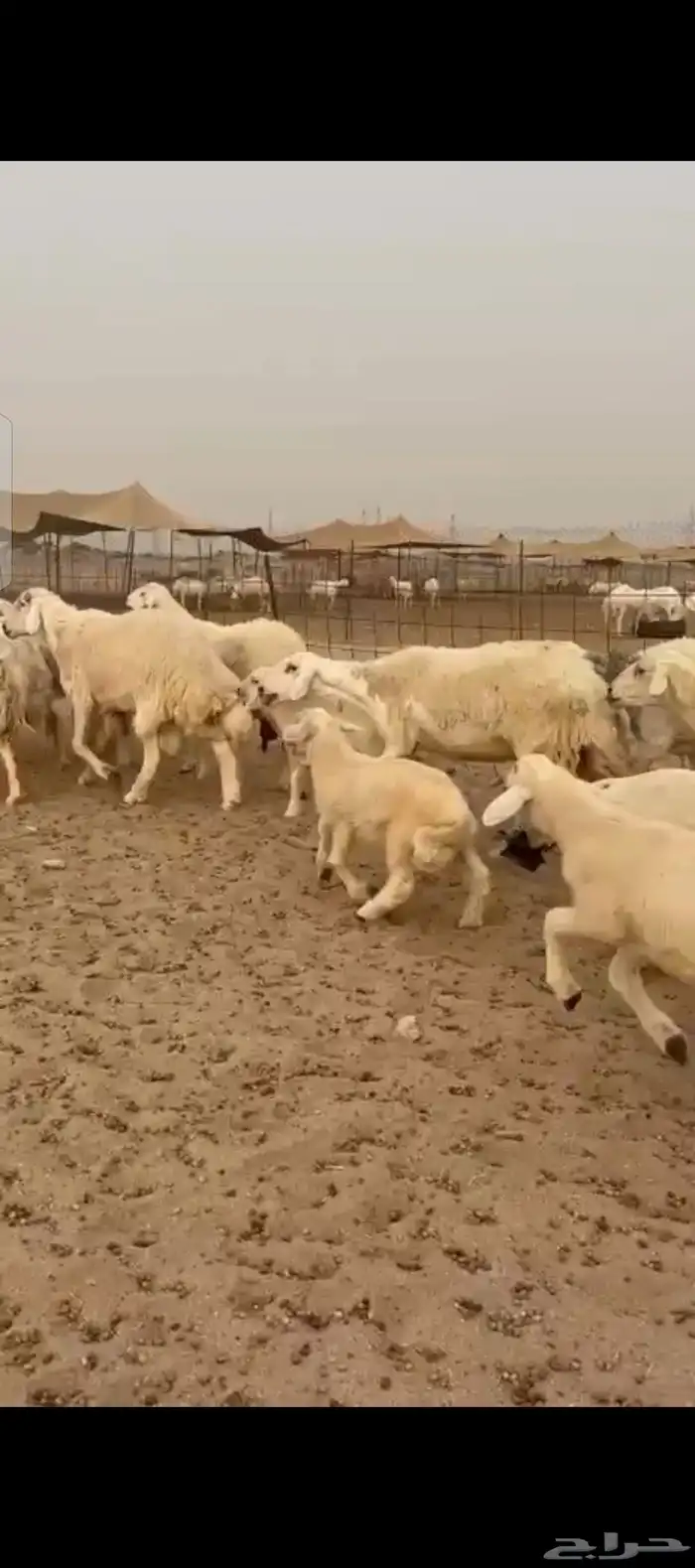 غنم حريات خلفات 8