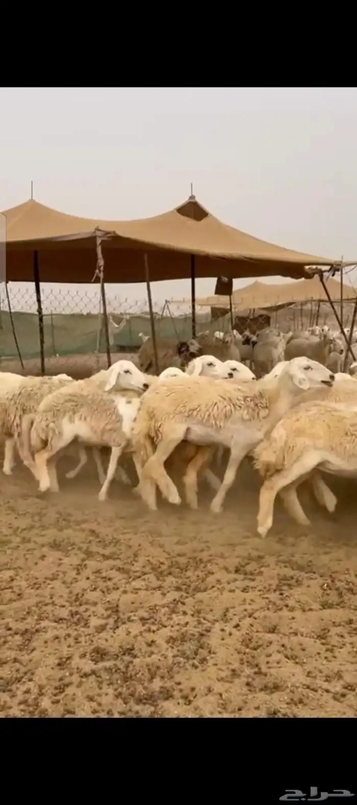 غنم حريات رخال جدعات 0