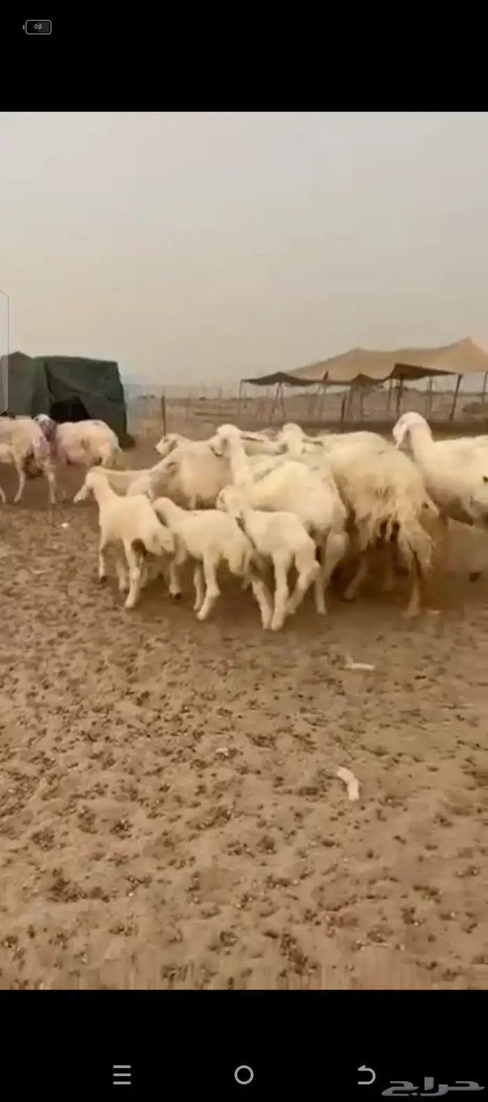 غنم حريات خلفات 3