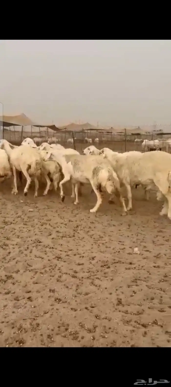 غنم حريات خلفات 7