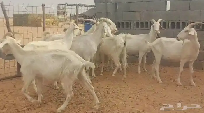 معزا هجين سانين 2