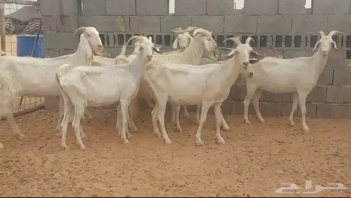 معزا هجين سانين 0