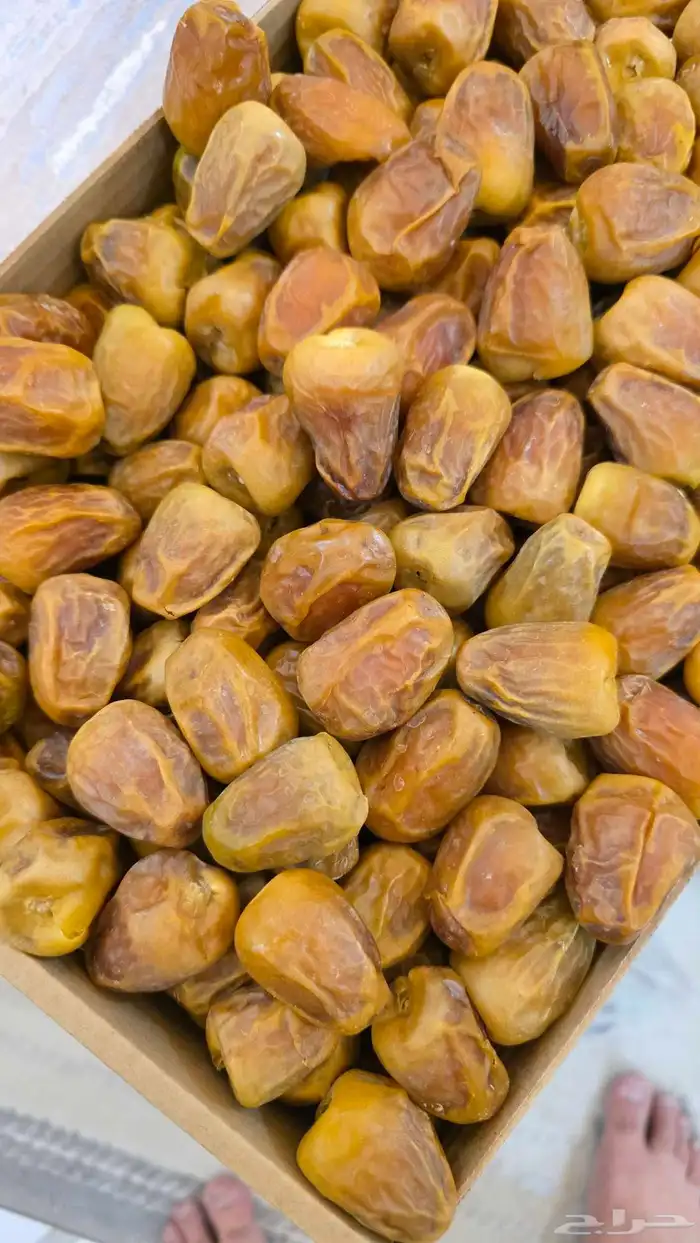 تمور القصيم مباشرة من المزرعة 2