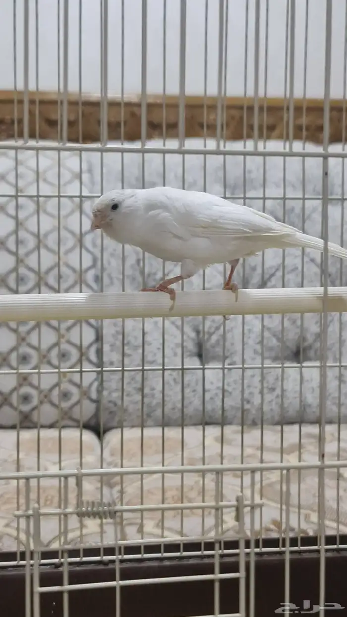 انثى كناري 2