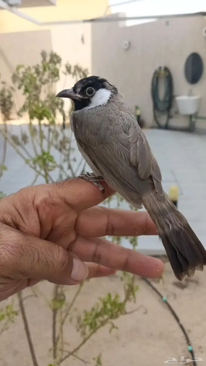 بلابل بلبل بلبول حساوي 0