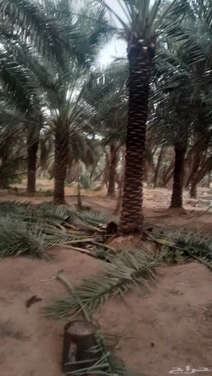 فسايل ونخيل بجميع أنواعها 1