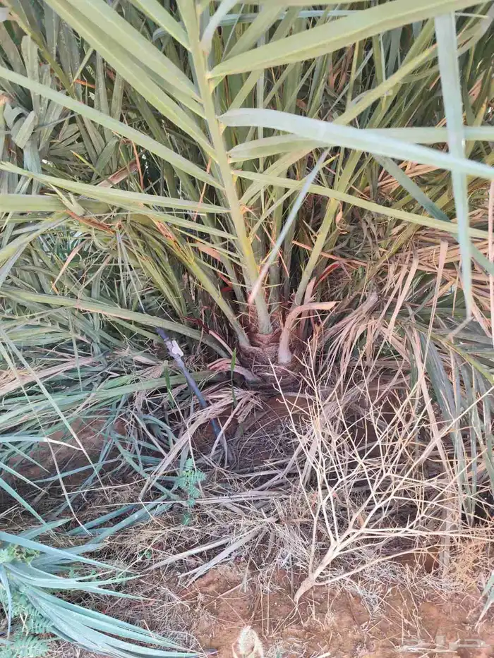 يوجد الدنيا جميع أنواع النخيل 4