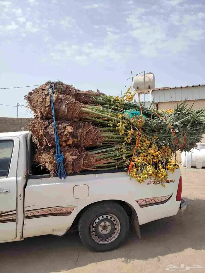 يوجد لدينا جميع انواع النخيل المثمر وازينه 0