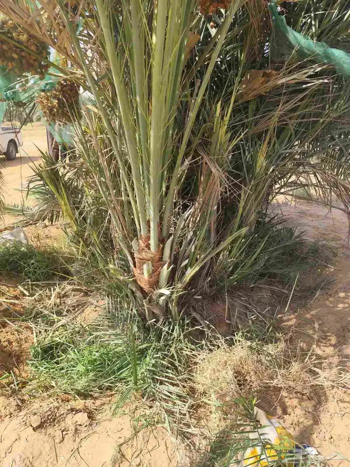 يوجد الدنيا جميع أنواع النخيل 1