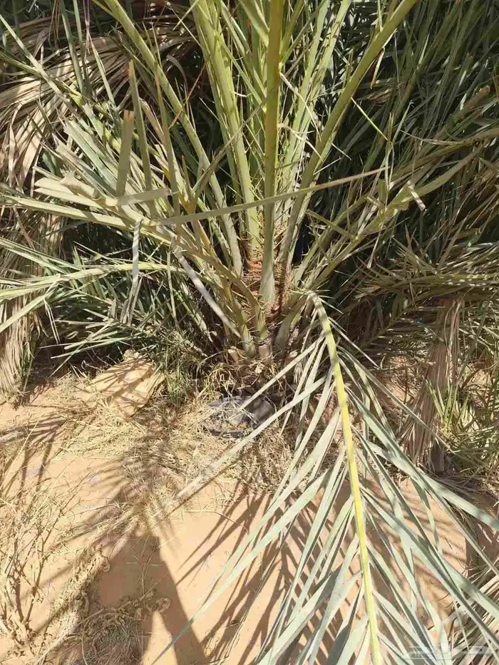 يوجد الدنيا جميع أنواع النخيل 0