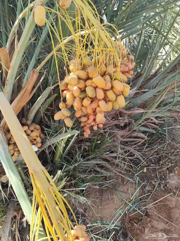 يوجد الدنيا جميع أنواع النخيل 3