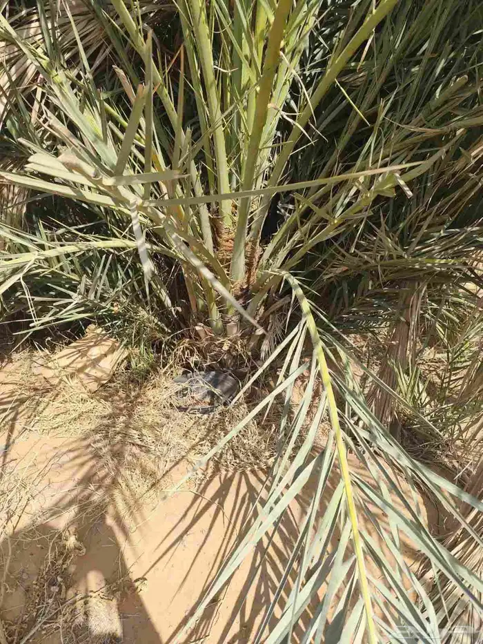 يوجد الدنيا جميع أنواع النخيل 2