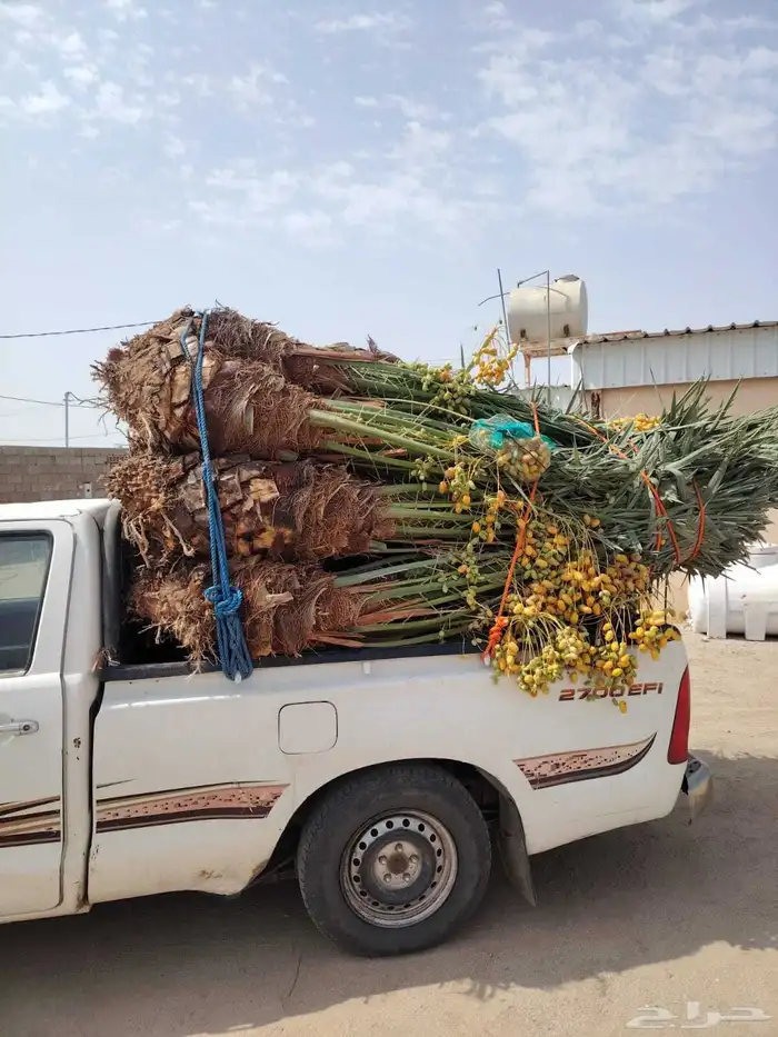 يوجد لدينا جميع انواع النخيل المثمر وازينه 2