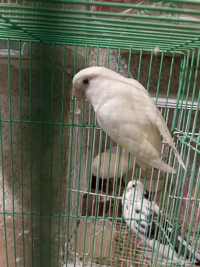 زكر روز البينو عيون حمر 2