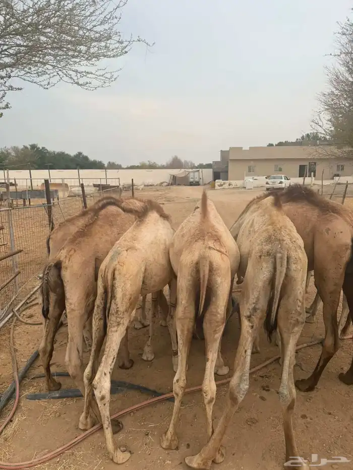 قعدان صومالية مرابي شهرين لحم يبيض الوجه وسعر ممتاز 4