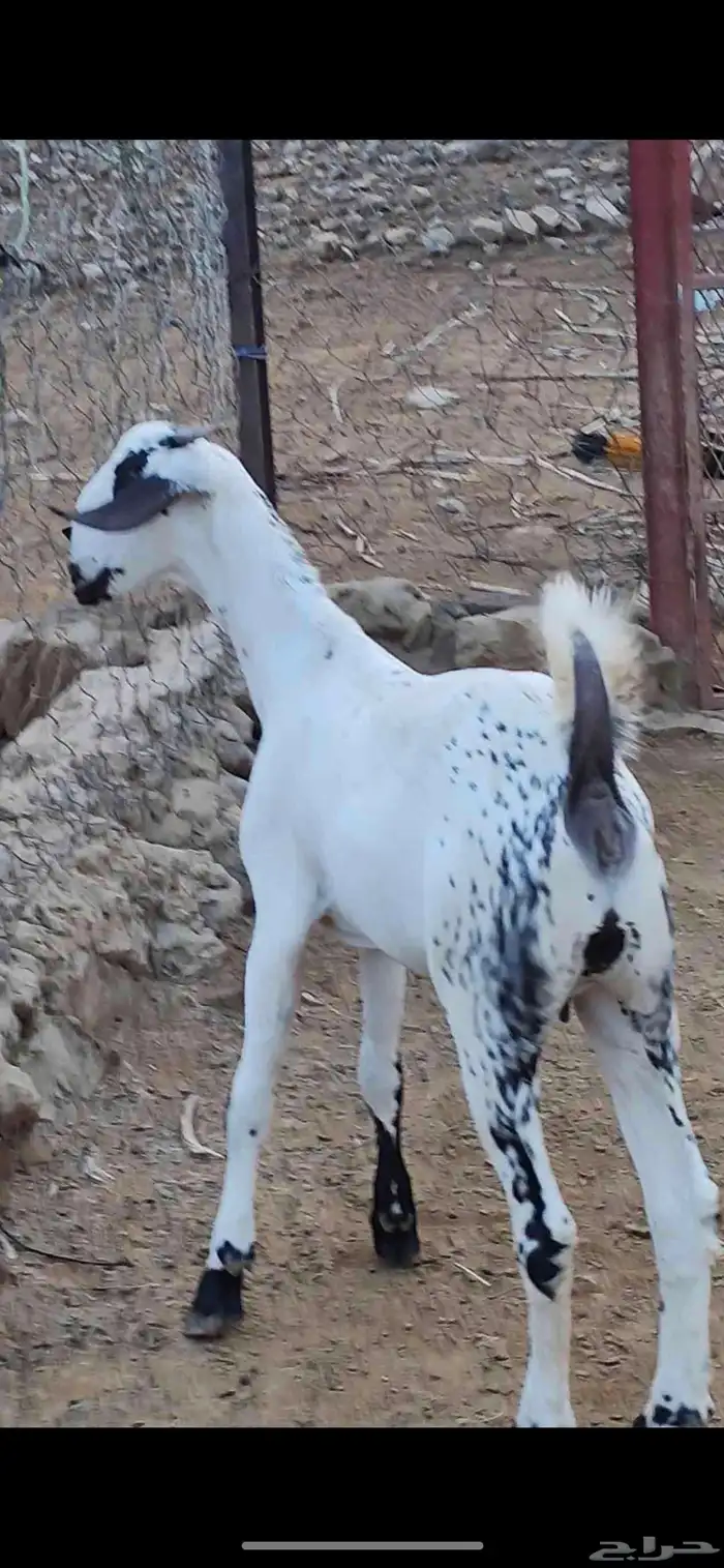 جفرة ببشية فاخرة جدا 0