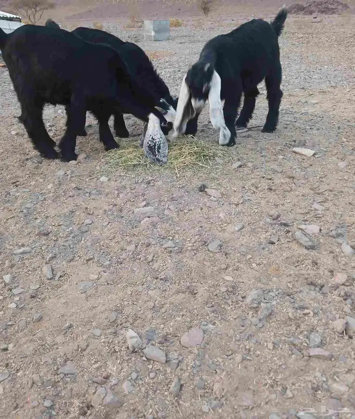 تم. البيع. تم. البيع. 0