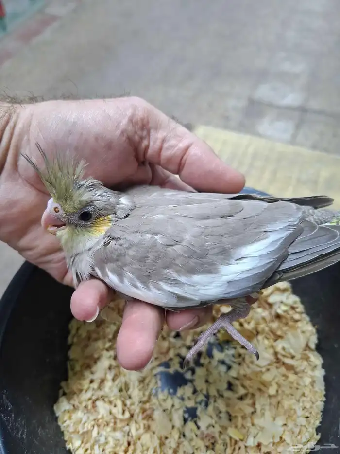 فرخ كروان سينامون( تم البيع ) 0