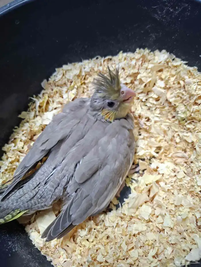 فرخ كروان سينامون( تم البيع ) 3