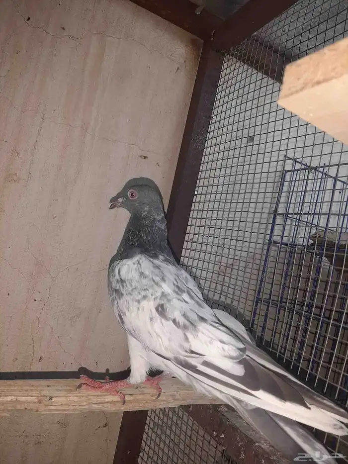 عرض طير باكستاني كشيش 0