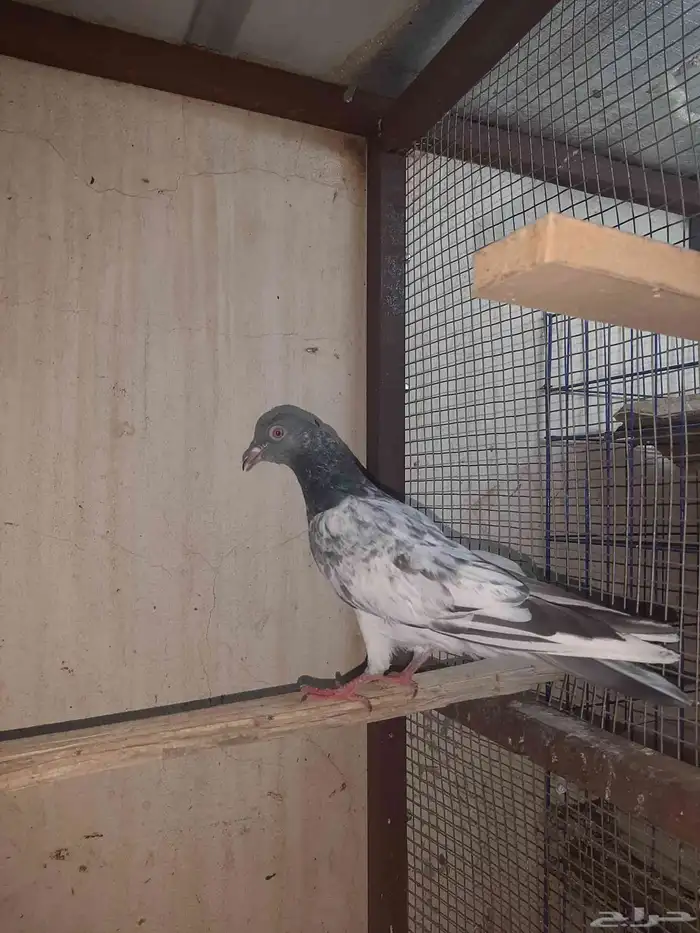 عرض طير باكستاني كشيش 1