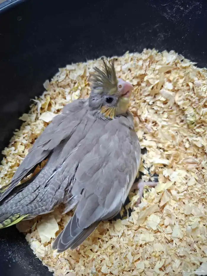 فرخ كروان سينامون( تم البيع ) 4