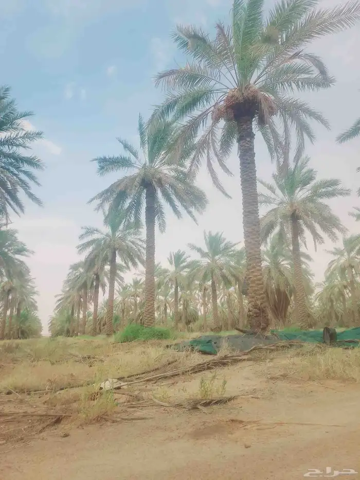 يوجد عمال خراف 0