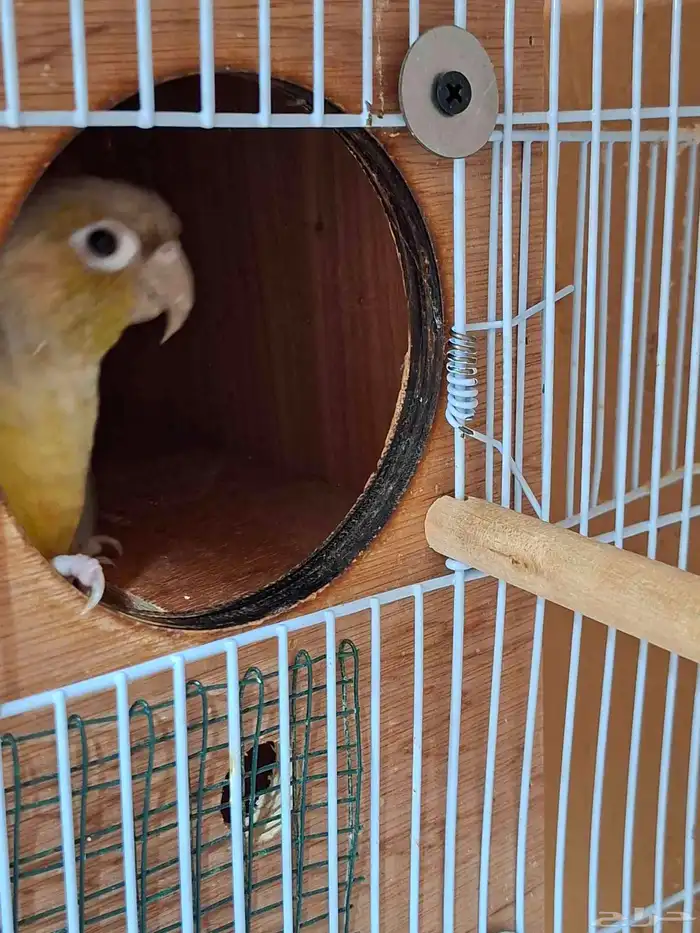 ذكر كنيور منتج( تم البيع ) 2