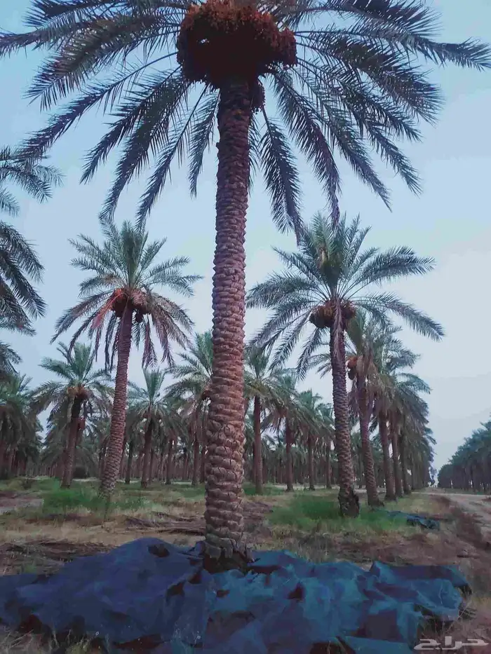 يوجد عمال خراف 1