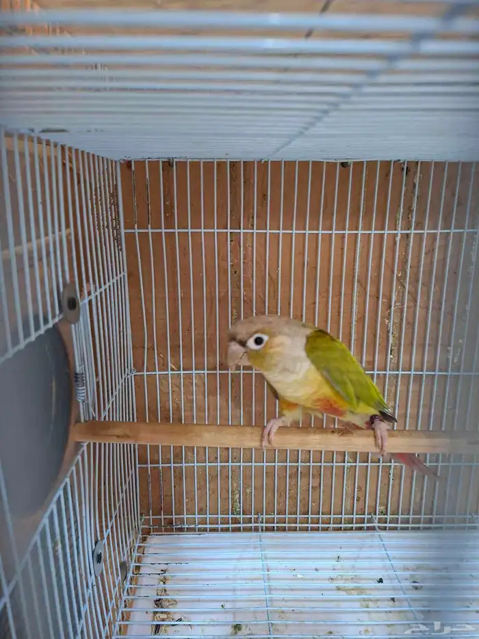 ذكر كنيور منتج( تم البيع ) 3