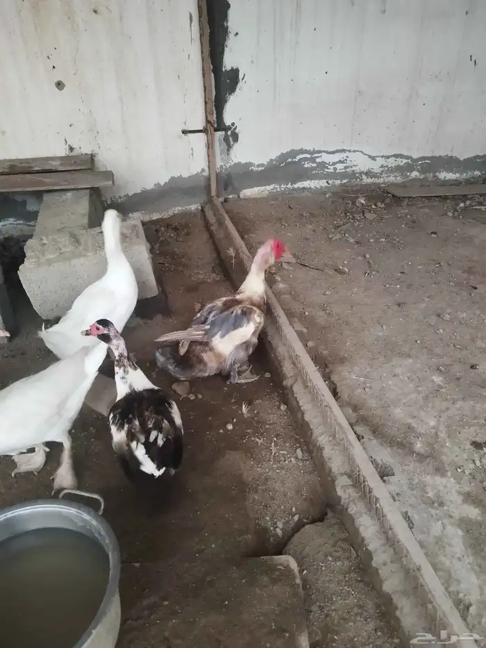 بط نظيف جدا ومنتج 10 حبات ذكور واناثي 9