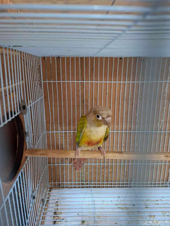 ذكر كنيور منتج( تم البيع ) 4