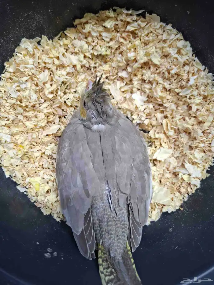 فرخ كروان سينامون( تم البيع ) 1