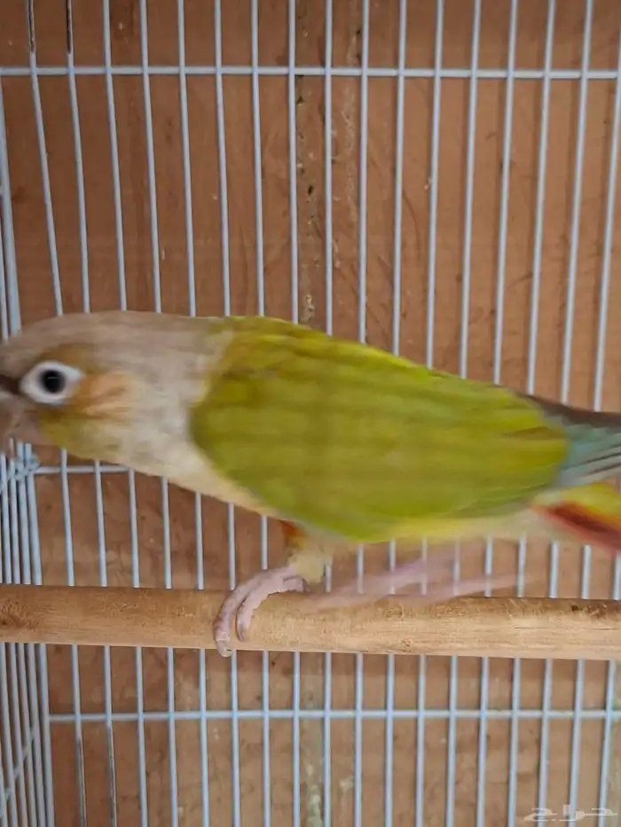 ذكر كنيور منتج( تم البيع ) 0