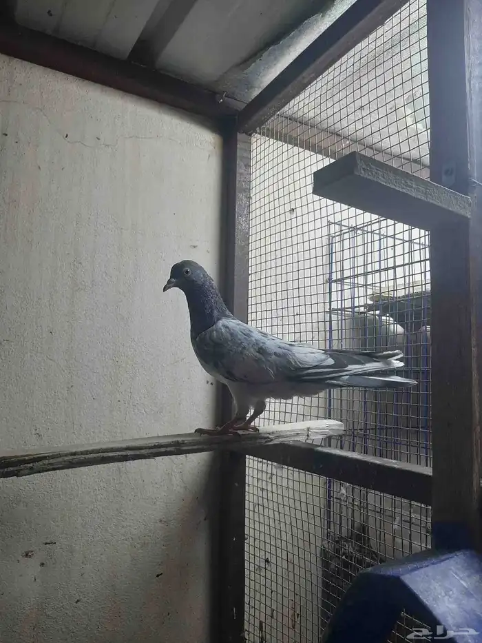 عرض طير باكستاني كشيش 3