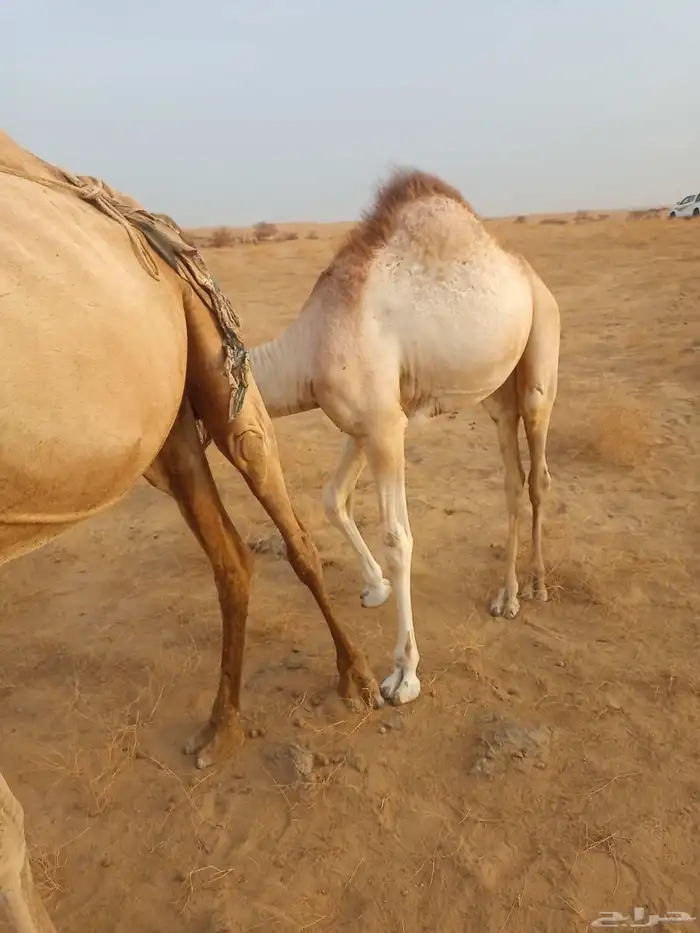 قعود آركي عمر 7 الى 8 شهور على حليب أمه 1