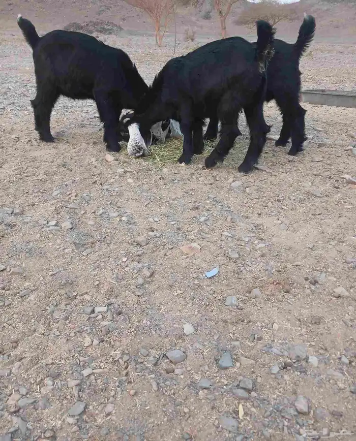 تم. البيع. تم. البيع. 2