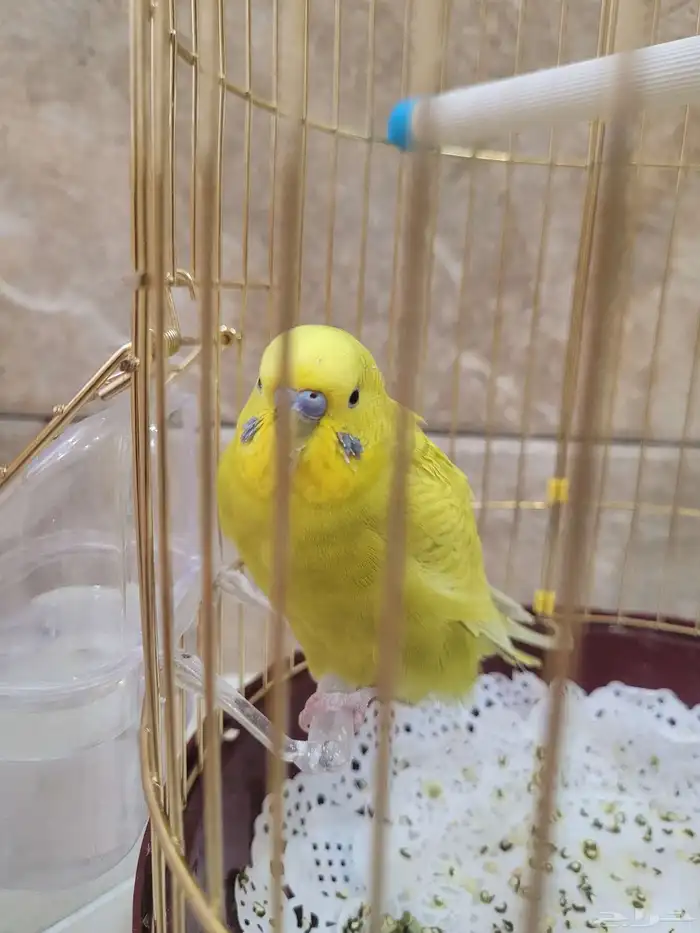 بادجي للبيع ذكر 3