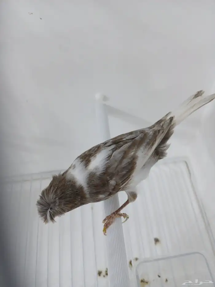 أنثى كناري جاهزه ( تم البيع ) 1