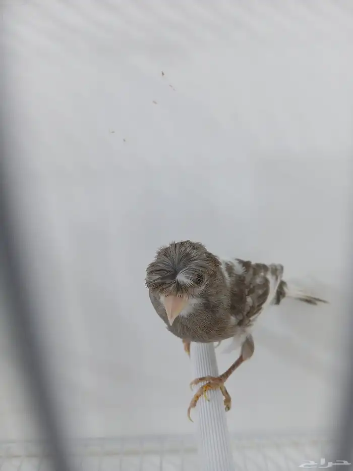 أنثى كناري جاهزه ( تم البيع ) 3