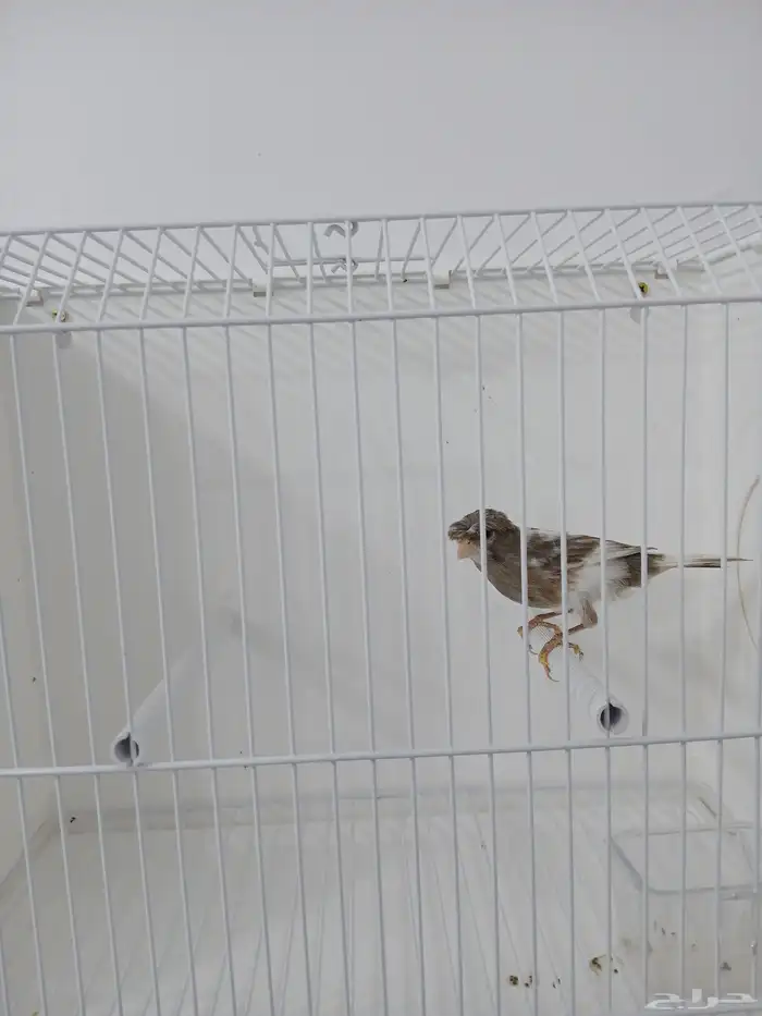 أنثى كناري جاهزه ( تم البيع ) 0