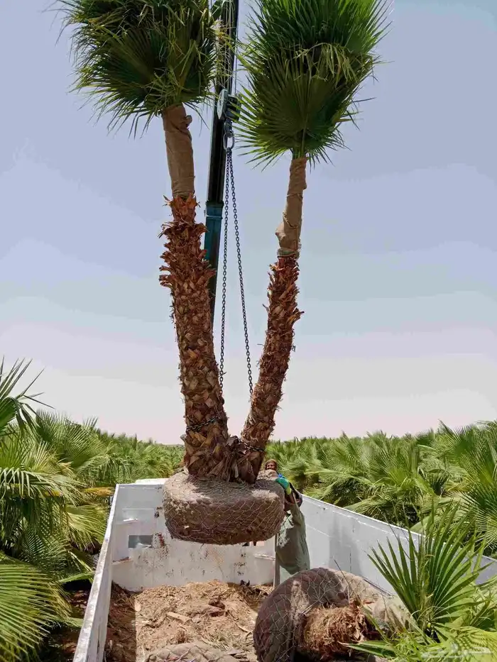 نخل عربي وشنطني لبيع 1