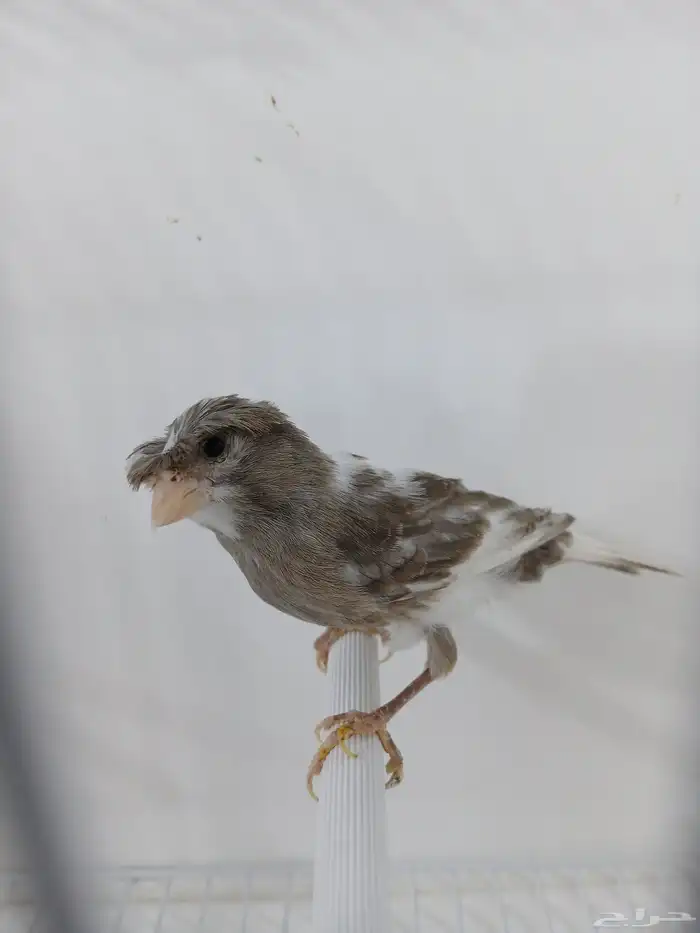 أنثى كناري جاهزه ( تم البيع ) 2