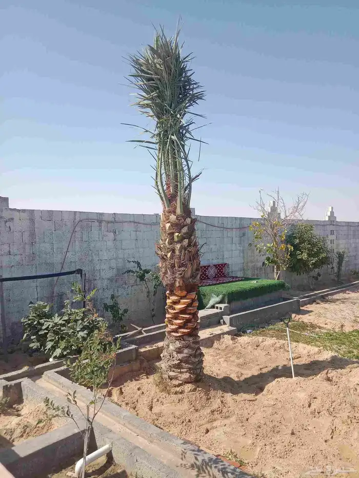 زراعه نخيل 5