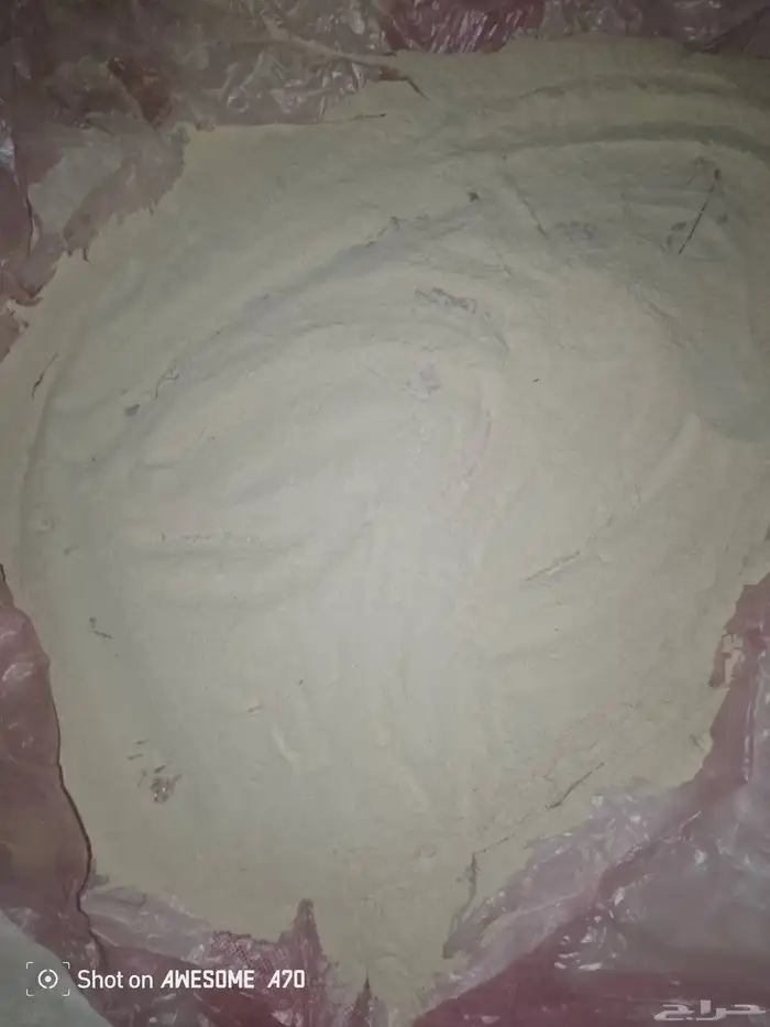لقاح نخيل بلدي من مزارع الخرج 2