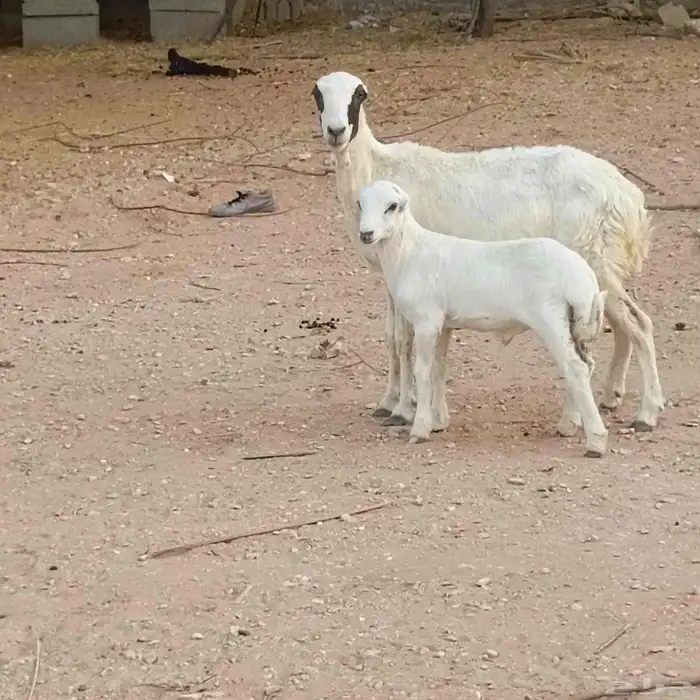 شاه نجديه والد ورفيديه والد وطليان سواكن 2